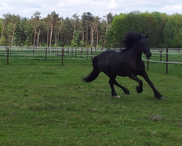 dressage horse Gwynfa (Welsh-Cob (Sek. D), 1997, from Paith G.Dywysog)