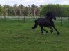 dressage horse Gwynfa (Welsh-Cob (Sek. D), 1997, from Paith G.Dywysog)