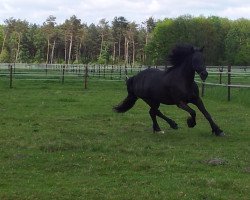 Dressurpferd Gwynfa (Welsh-Cob (Sek. D), 1997, von Paith G.Dywysog)