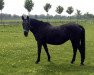 broodmare Pourquoi (Westphalian, 1986, from Parcours)