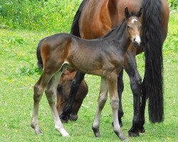 stallion Chriddik (Westphalian, 2013, from Christiano)