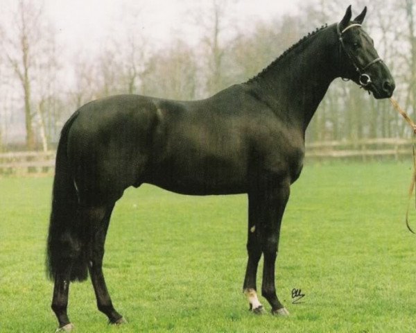 stallion Iglesias (Oldenburg, 1990, from Rubinstein I)