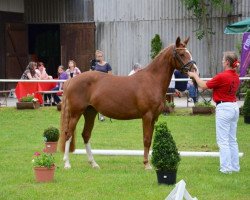 broodmare Clementine (Westphalian, 2010, from Cezanne de Luxe)