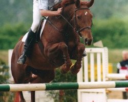 Zuchtstute Griotte (Luxemburgisches Reitpferd, 1990, von Genever)