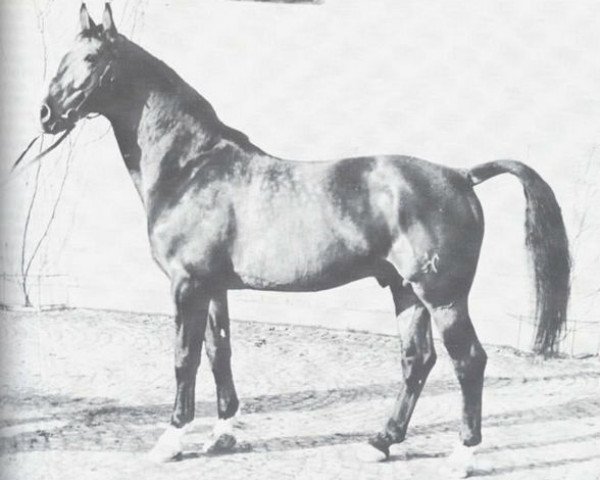 stallion Astrachan (Westphalian, 1947, from Astral)