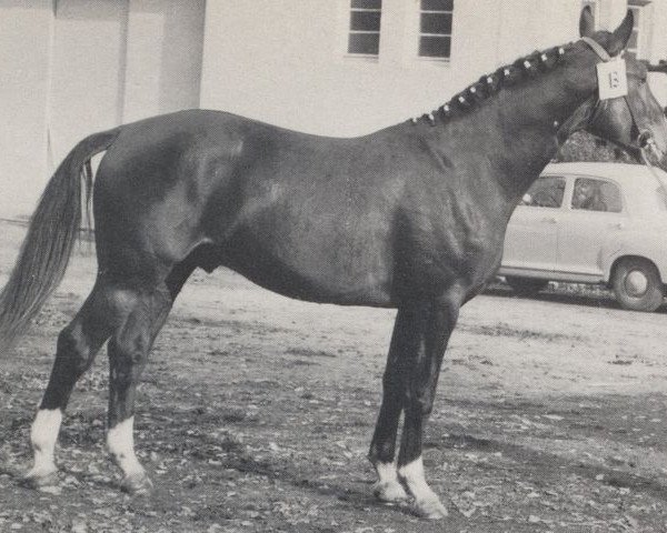 stallion Asket (Westphalian, 1958, from Astrachan)
