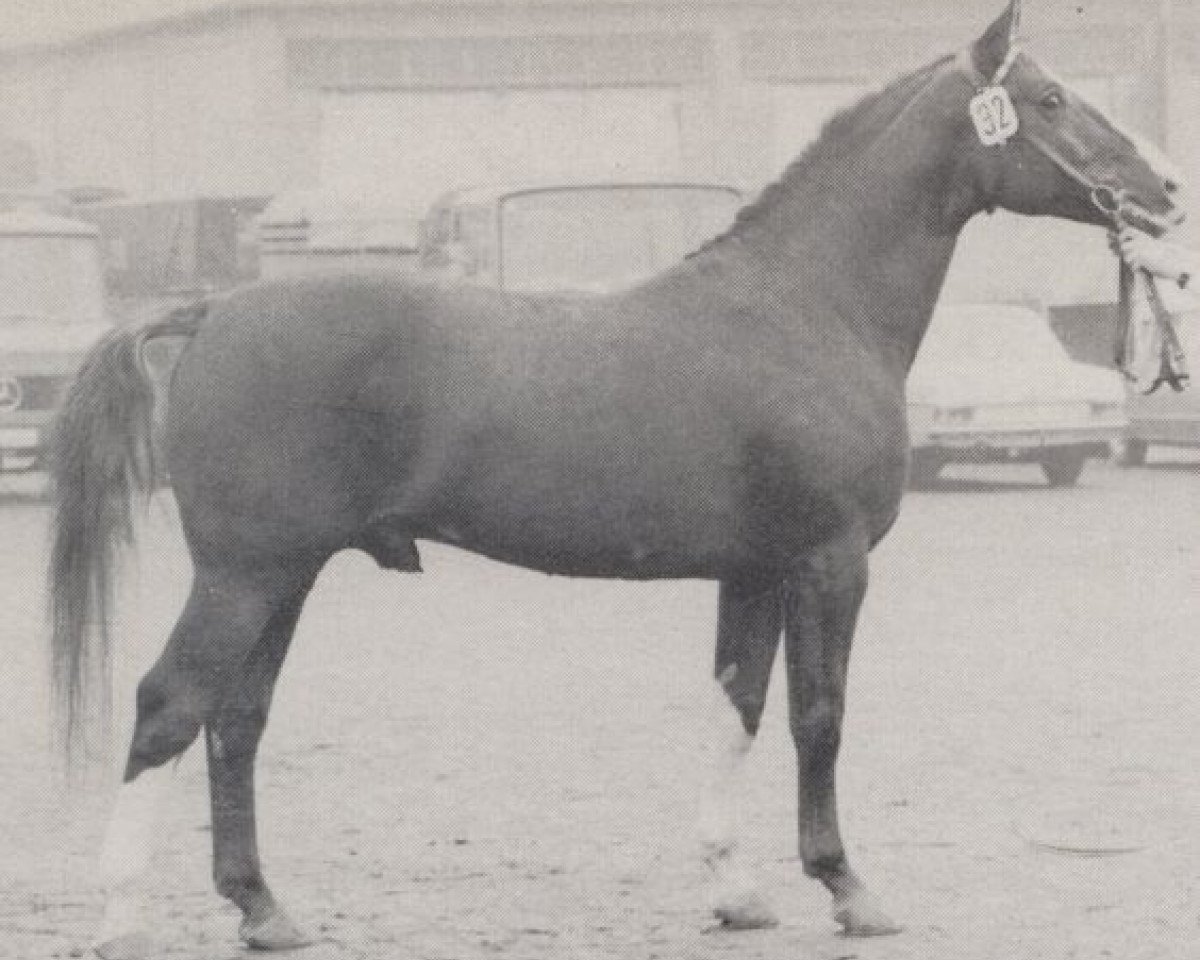 stallion Alchimist (Westphalian, 1962, from Asket)