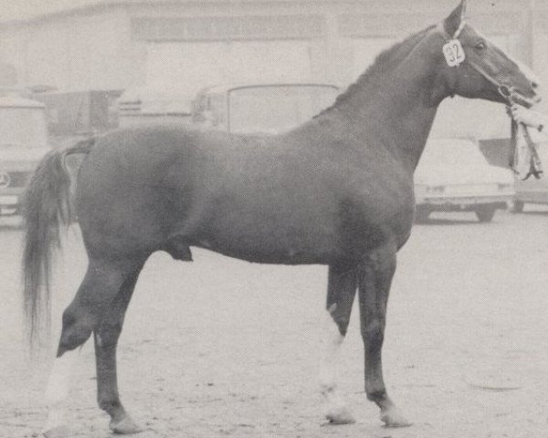 stallion Alchimist (Westphalian, 1962, from Asket)