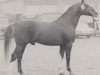 stallion Alchimist (Westphalian, 1962, from Asket)