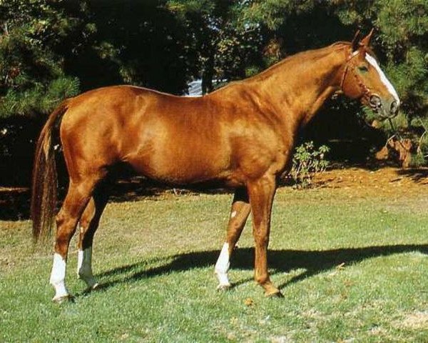 stallion Leprince de Thurin (Selle Français, 1977, from Uriel)