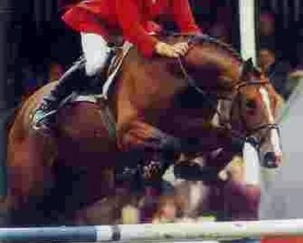 stallion Neckar (Zweibrücken, 1995, from Alexis Z)