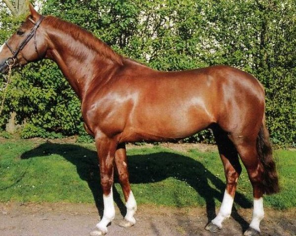 stallion Super de Bourrière (Selle Français, 1984, from Laudanum xx)