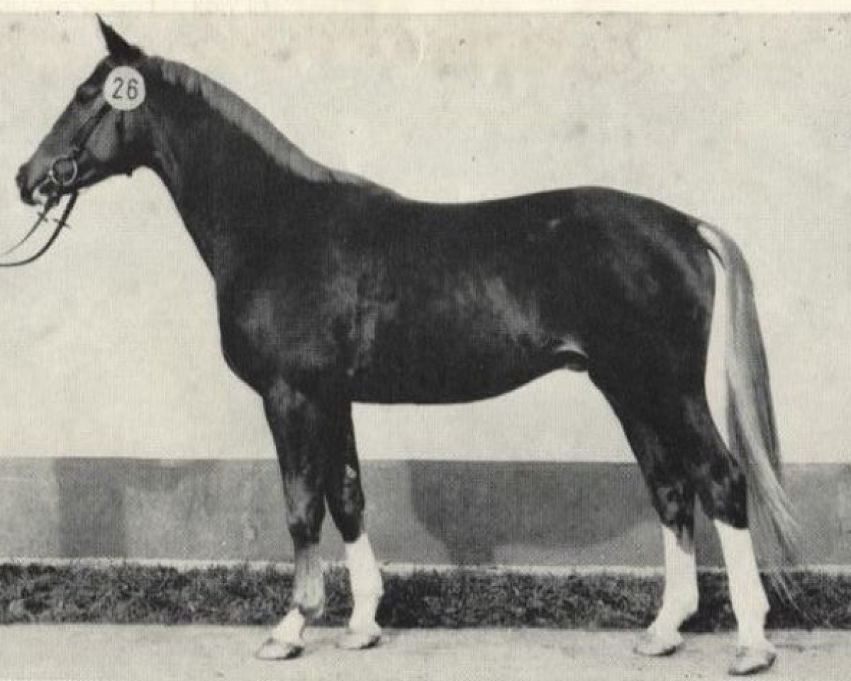 stallion Kurfest II (Saxony-Anhaltiner, 1979, from Kurort 2513 ( DDR ))