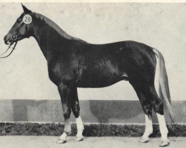 stallion Kurfest II (Saxony-Anhaltiner, 1979, from Kurort 2513 DDR)