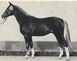 stallion Kurfest II (Saxony-Anhaltiner, 1979, from Kurort 2513 ( DDR ))