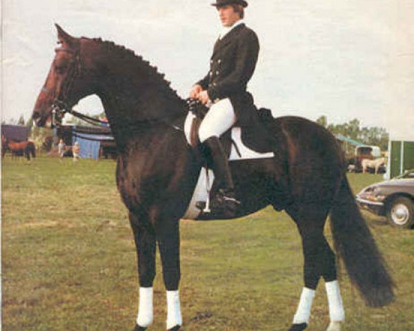 stallion Lector (KWPN (Royal Dutch Sporthorse), 1970, from Cartoonist xx)
