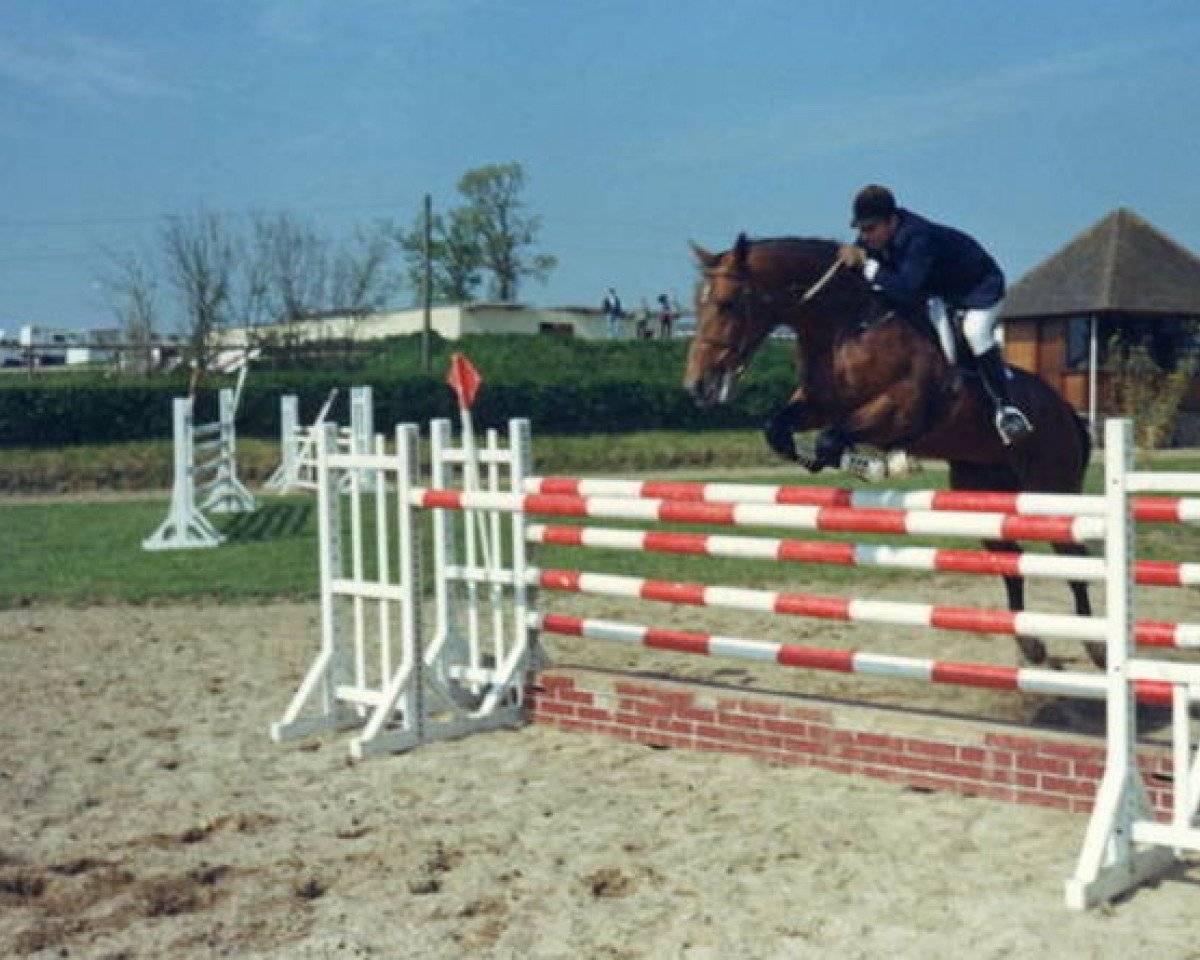 stallion Quelmek (Selle Français,  , from Jocariste)