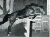 stallion Protocole xx (Thoroughbred, 1958, from Touffier xx)
