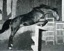 stallion Protocole xx (Thoroughbred, 1958, from Touffier xx)