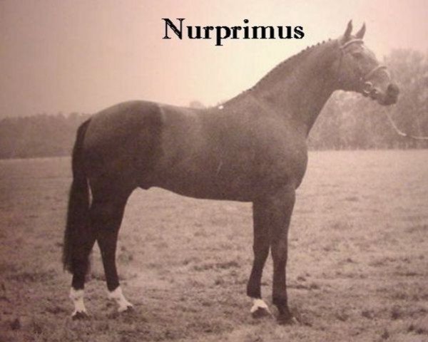 stallion Primus (Hanoverian, 1972, from Pinturischio xx)