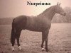 stallion Primus (Hanoverian, 1972, from Pinturischio xx)