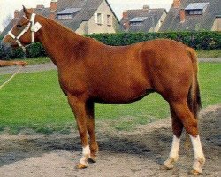 broodmare Lady de la Cour (Selle Français, 1977, from Starter)