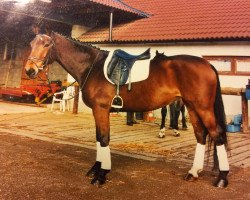 Springpferd Die Spotty (Westfale, 1995, von Dinard L)