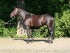 broodmare Hot Secret 2 (Westphalian, 2007, from Hotline)