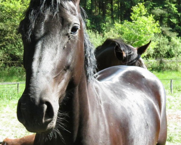 dressage horse Große Freude (Oldenburg, 2010, from Sarkozy 3)