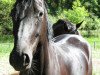 dressage horse Große Freude (Oldenburg, 2010, from Sarkozy 3)