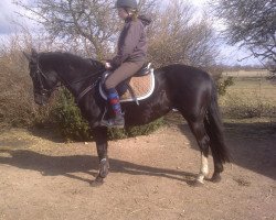 broodmare Giselle (German Riding Pony, 2001, from Nawarro)