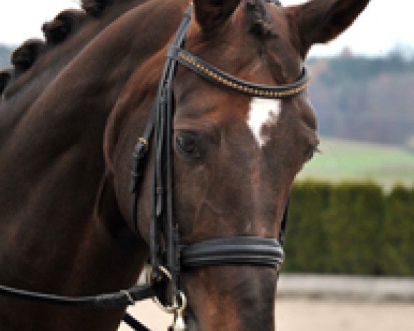 dressage horse Die Eine vF (Hanoverian, 2002, from Del Piero)