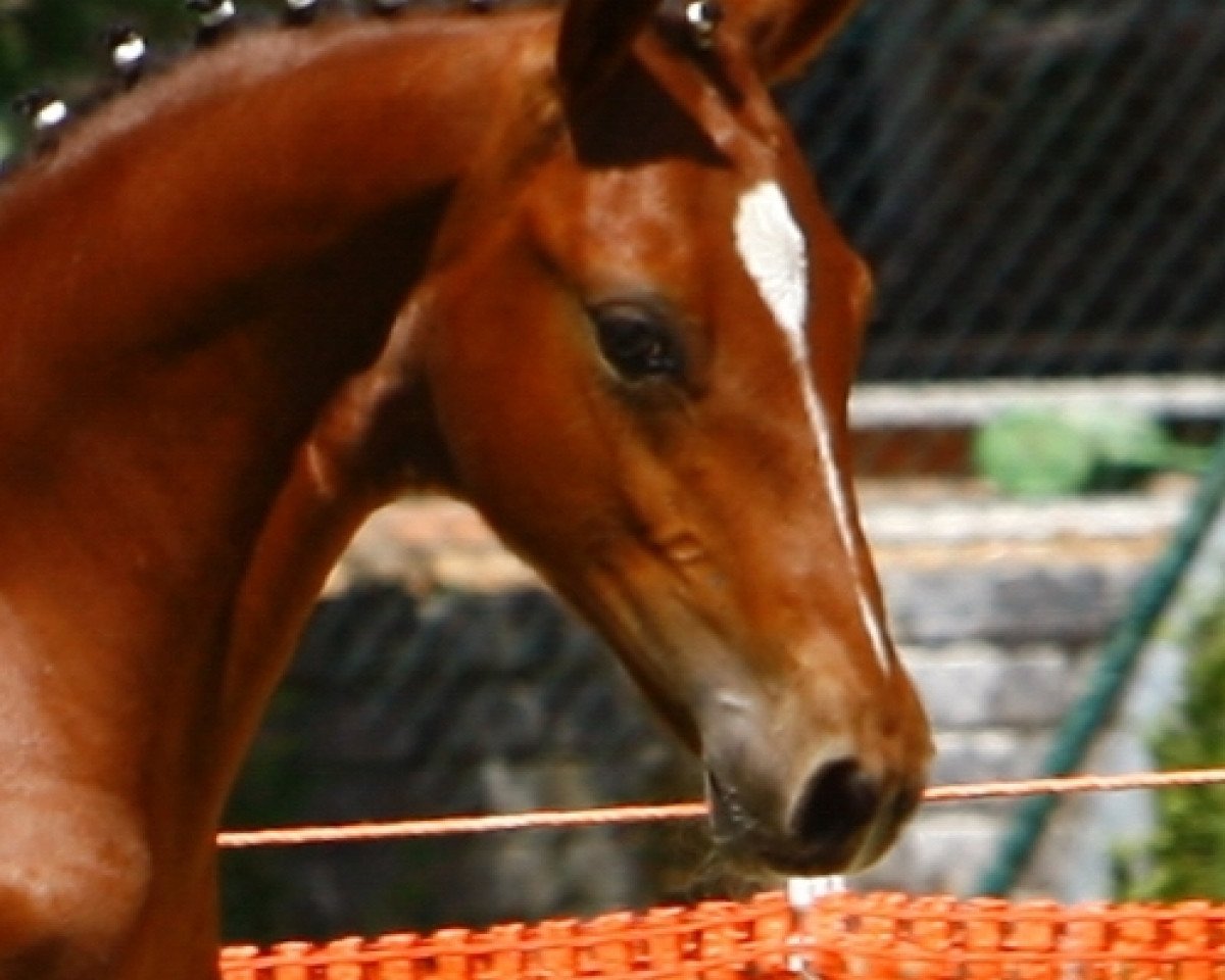 Dressurpferd Checker (Deutsches Reitpony, 2010, von FS Champion de Luxe)