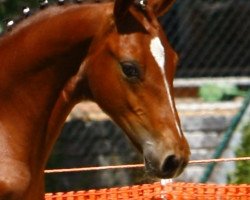 dressage horse Checker (German Riding Pony, 2010, from FS Champion de Luxe)