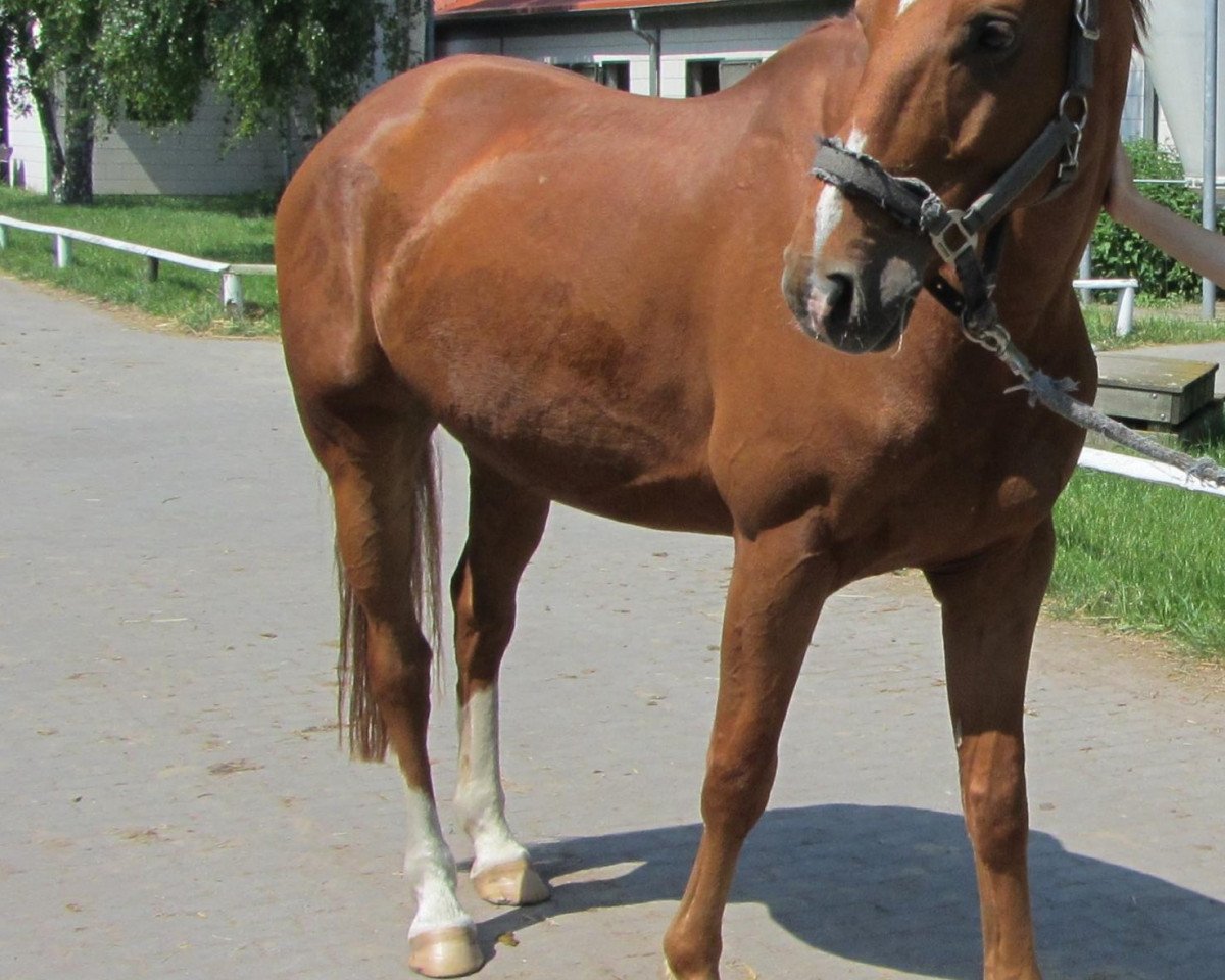dressage horse Weldeur (Hanoverian, 2004, from Worldly I)