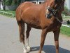 dressage horse Weldeur (Hanoverian, 2004, from Worldly I)