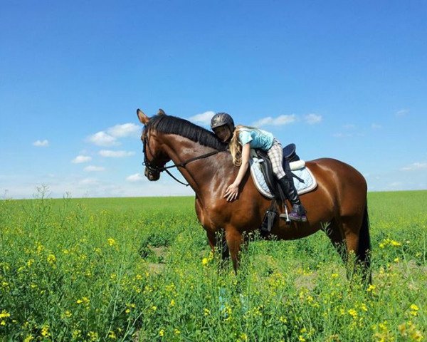 jumper D'Artagnan (Sachs-door. Heavy Warmbl., 2000, from Dinglinger)