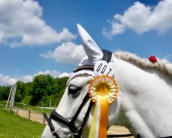 dressage horse Brandos (Welsh-Cob (Sek. D), 2010)