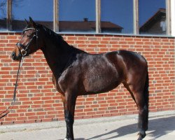 dressage horse Flora Queen (Westphalian, 2018, from Franziskus FRH)