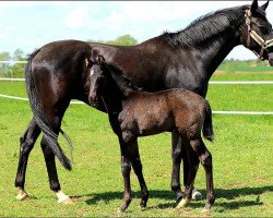 broodmare Hasinda (Oldenburg, 2010, from Sir Donnerhall I)