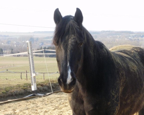 Pferd Nero 256 (Deutsches Reitpony, 1992, von Nordlicht)