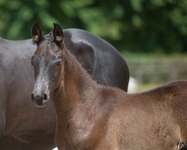 horse Elbwind (Trakehner, 2021, from Windfall)