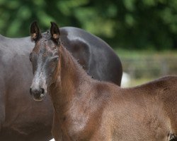 horse Elbwind (Trakehner, 2021, from Windfall)