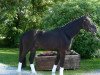 dressage horse Sirius Black 22 (Westphalian, 2010, from Swarovski)