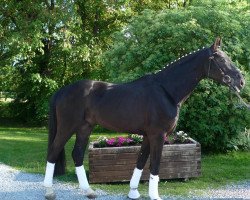 dressage horse Sirius Black 22 (Westphalian, 2010, from Swarovski)