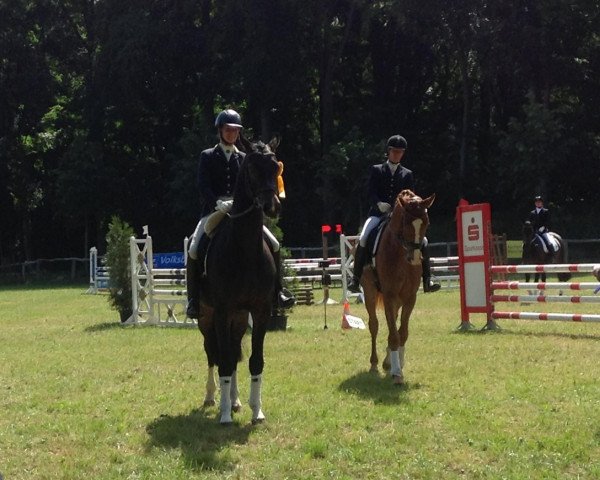 dressage horse Fernando 689 (Westphalian, 2010, from Fidertanz)