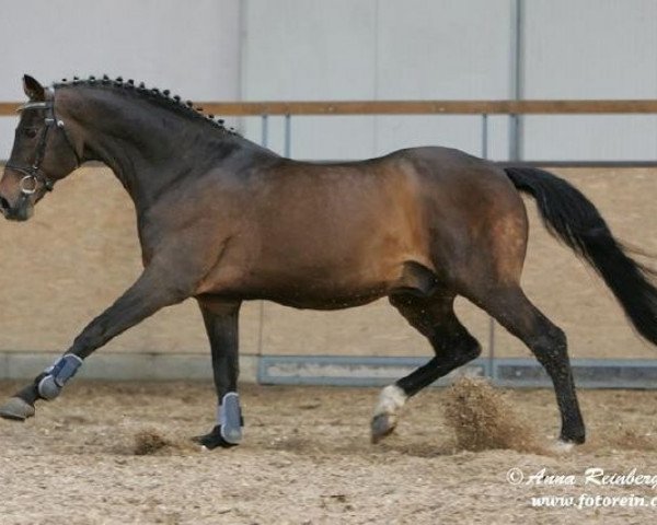 stallion Gaspari I (Holsteiner, 1988, from Grundyman xx)