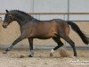 stallion Gaspari I (Holsteiner, 1988, from Grundyman xx)