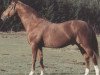 stallion Rokoko (Trakehner, 1971, from Kastor)