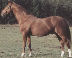 stallion Rokoko (Trakehner, 1971, from Kastor)